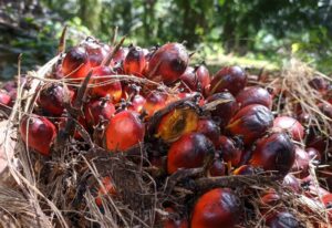 harga-kelapa-sawit