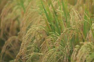 mufid-majnun-_pedX_F1ViA-unsplash_11zon